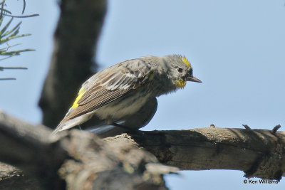 Yellow-rumped Warbler - Audubon's, Treasure Falls, CO, 7-10-21_23090a.jpg