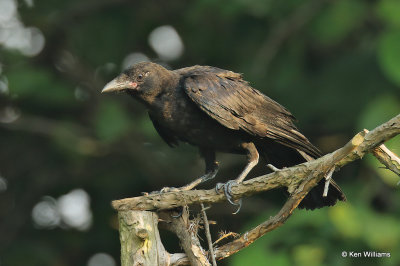 Fish Crow