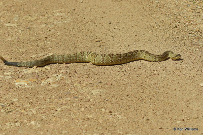 Black-tailed Rattlesnake, Paradise, AZ_25488a.jpg