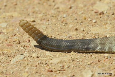 Black-tailed Rattlesnake, Paradise, AZ_25491a.jpg
