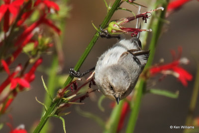 Bushtit, Ash Canyon, AZ_27524a.jpg