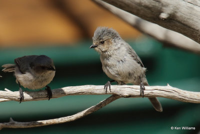 Bushtit, Ash Canyon, AZ_27545a.jpg