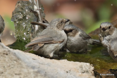 Bushtit, Ash Canyon, AZ_27548a.jpg