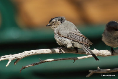 Bushtit, Ash Canyon, AZ_27549a.jpg