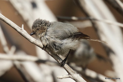 Bushtit, Ash Canyon, AZ_27557a.jpg