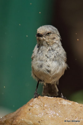 Bushtit, Ash Canyon, AZ_27565a.jpg