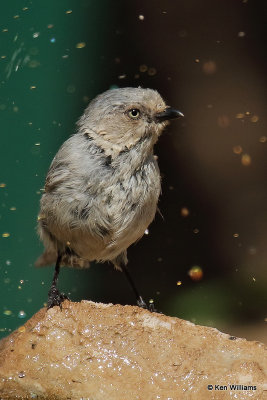 Bushtit, Ash Canyon, AZ_27566a.jpg