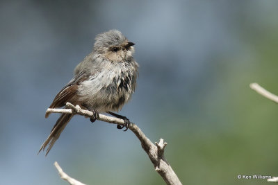 Bushtit, Ash Canyon, AZ_27577a.jpg