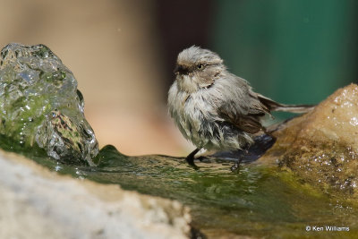 Bushtit, Ash Canyon, AZ_27582a.jpg