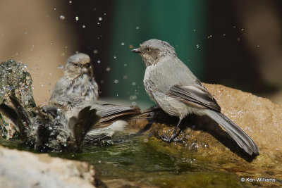 Bushtit, Ash Canyon, AZ_27589a.jpg