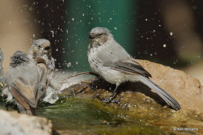 Bushtit, Ash Canyon, AZ_27590a.jpg