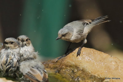 Bushtit, Ash Canyon, AZ_27595a.jpg