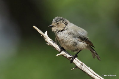 Bushtit, Ash Canyon, AZ_27598a.jpg