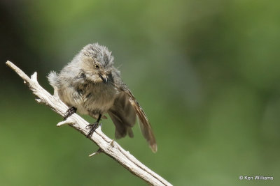 Bushtit, Ash Canyon, AZ_27599a.jpg