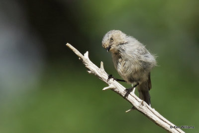 Bushtit, Ash Canyon, AZ_27600a.jpg