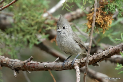 Juniper Titmouse, Paradise, AZ_26070a.jpg