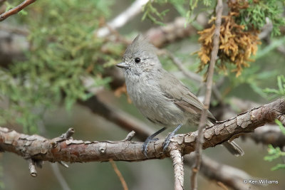 Juniper Titmouse, Paradise, AZ_26073a.jpg