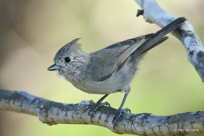 Juniper Titmouse, Paradise, AZ_26694a.jpg