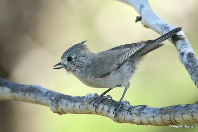 Juniper Titmouse, Paradise, AZ_26695a.jpg