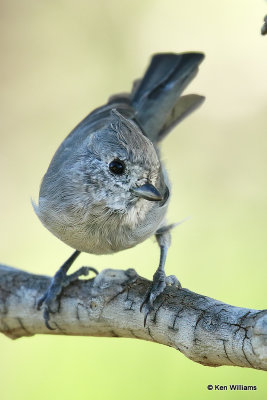 Juniper Titmouse, Paradise, AZ_26697a.jpg
