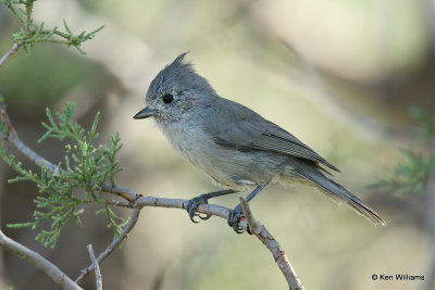 Juniper Titmouse, Paradise, AZ_26702a.jpg