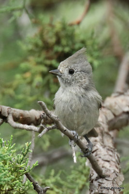 Juniper Titmouse, Paradise, AZ_26704a.jpg