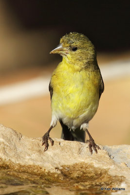 Lesser Goldfinch female, Ash Canyon, AZ_27890a.jpg