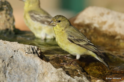 Lesser Goldfinch female, Ash Canyon, AZ_27897a.jpg