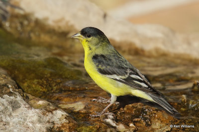 Lesser Goldfinch male, Ash Canyon, AZ_27836a.jpg