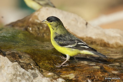Lesser Goldfinch male, Ash Canyon, AZ_27837a.jpg