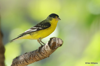 Lesser Goldfinch male, Paradise, AZ_25972a.jpg