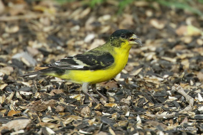 Lesser Goldfinch male, Portal, AZ_24885a.jpg