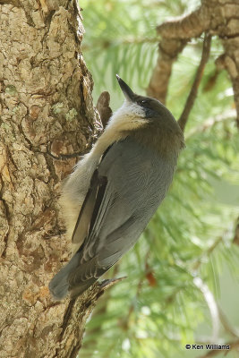 Pygmy Nuthatch, Mt Lemmon, AZ_003400a.jpg