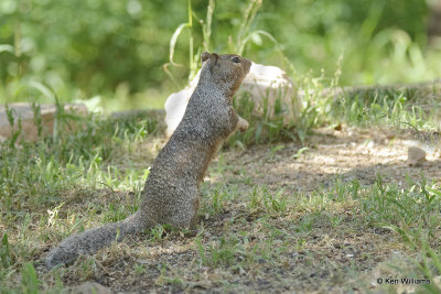 Rock Squirrel, Ash Canyon, AZ_27716a.jpg