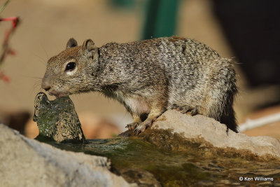 Rock Squirrel, Ash Canyon, AZ_27724a.jpg