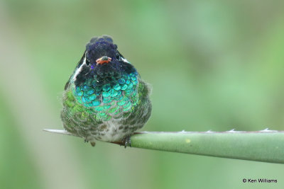 White-eared Hummingbird male, Miller Canyon, AZ_28065a.jpg