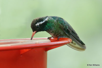 White-eared Hummingbird male, Miller Canyon, AZ_28071a.jpg
