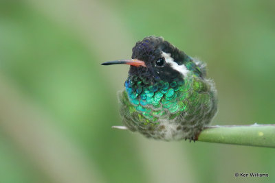 White-eared Hummingbird male, Miller Canyon, AZ_28079a.jpg