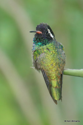White-eared Hummingbird male, Miller Canyon, AZ_28091a.jpg