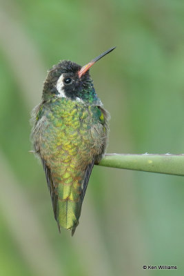 White-eared Hummingbird male, Miller Canyon, AZ_28099a.jpg