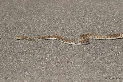 Bullsnake, Madera Canyon, AZ_28877a.jpg