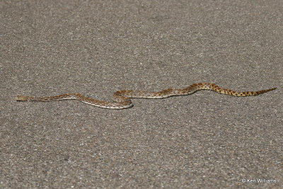 Bullsnake, Madera Canyon, AZ_28883a.jpg