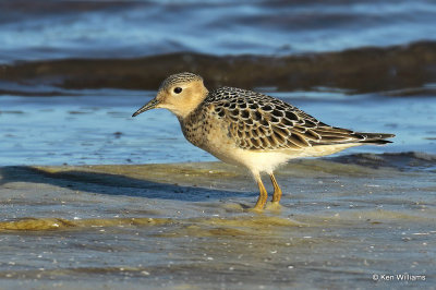 Buff-breasted Sandpiper juvenile, Rogers Co, OK, 008475a.jpg