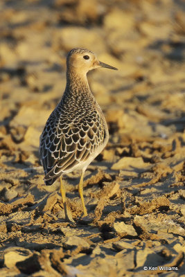 Buff-breasted Sandpiper juvenile, Rogers Co, OK,009467a.jpg