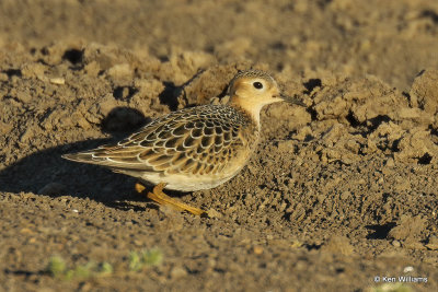 Buff-breasted Sandpiper juvenile, Rogers Co, OK,009473a.jpg