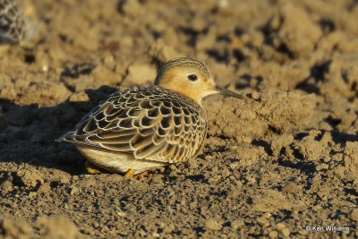 Buff-breasted Sandpiper juvenile, Rogers Co, OK,009475a.jpg