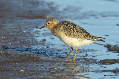 Buff-breasted Sandpiper juvenile, Rogers Co, OK,009487a.jpg