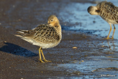 Buff-breasted Sandpiper juvenile, Rogers Co, OK,009491a.jpg