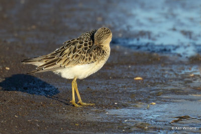 Buff-breasted Sandpiper juvenile, Rogers Co, OK,009492a.jpg