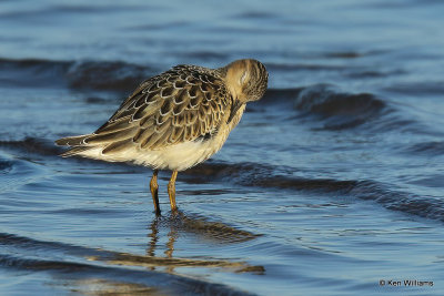 Buff-breasted Sandpiper juvenile, Rogers Co, OK,009636a.jpg